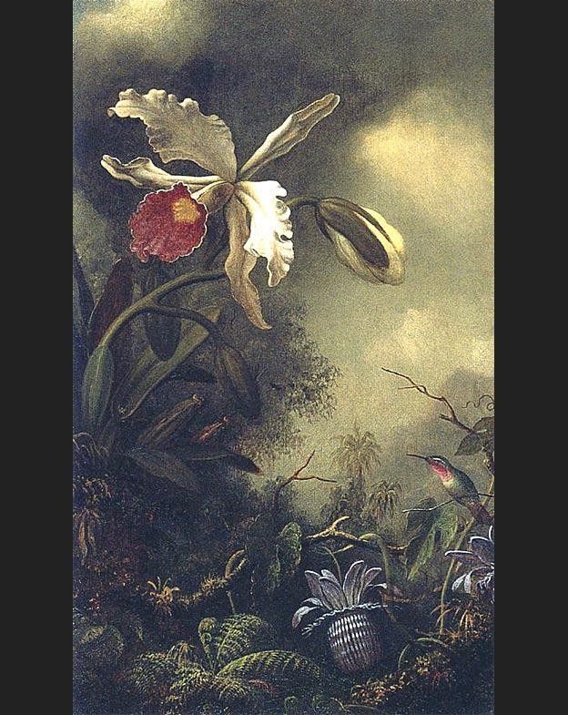 Martin Johnson Heade White Orchid and Hummingbird